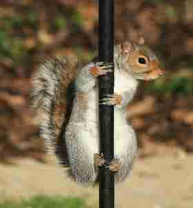 Golf Partnership Offer squirrel